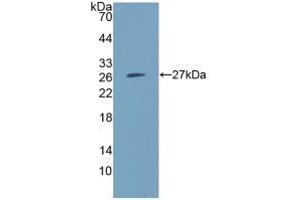 Figure. (CD300c anticorps  (AA 21-183))