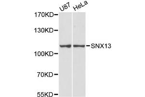 Western blot analysis of extracts of various cell lines, using SNX13 antibody (ABIN6291532) at 1:3000 dilution. (SNX13 anticorps)
