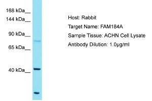 Host: Rabbit Target Name: FAM184A Sample Tissue: Human ACHN Whole Cell Antibody Dilution: 1ug/ml (FAM184A anticorps  (C-Term))