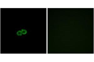 Immunofluorescence analysis of A549 cells, using GPR142 Antibody. (GPR142 anticorps  (AA 1-50))
