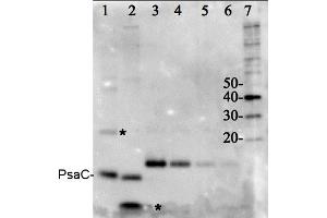 Image no. 1 for PSI-C core subunit of photosystem I (PsaC) protein (ABIN5326719) (PSI-C core subunit of photosystem I (PsaC) Protéine)