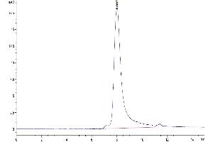 The purity of Human IL-17A is greater than 95 % as determined by SEC-HPLC. (Interleukin 17a Protein (AA 24-155) (His tag))