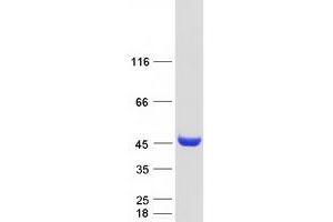 Validation with Western Blot