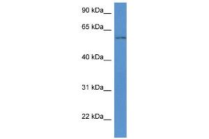 WB Suggested Anti-Wdr12 Antibody   Titration: 1.