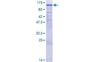 Image no. 1 for Mediator Complex Subunit 16 (MED16) (AA 1-860) protein (GST tag) (ABIN1310637)