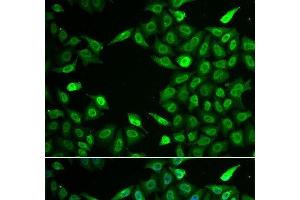 Immunofluorescence analysis of A549 cells using INTS6 Polyclonal Antibody (INTS6 anticorps)