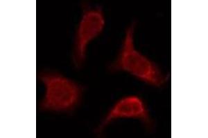 ABIN6276077 staining Hela by IF/ICC. (OR2AP1 anticorps  (C-Term))