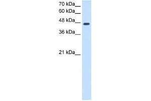 WB Suggested Anti-NDRG1 Antibody Titration:  2. (NDRG1 anticorps  (N-Term))