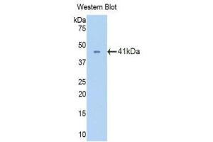 Western Blotting (WB) image for anti-Oxytocin Receptor (OXTR) (AA 272-377) antibody (ABIN1860113) (Oxytocin Receptor anticorps  (AA 272-377))