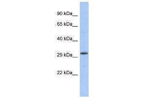 Western Blotting (WB) image for anti-Fibroblast Growth Factor 13 (FGF13) antibody (ABIN2459900) (FGF13 anticorps)