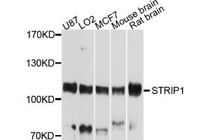 Western blot analysis of extracts of various cell lines, using STRIP1 antibody (ABIN4905334) at 1:1000 dilution. (STRIP1 anticorps)