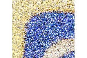 IHC analysis of SLC6A1 using anti-SLC6A1 antibody (ABIN5518957). (SLC6A1 anticorps  (N-Term))