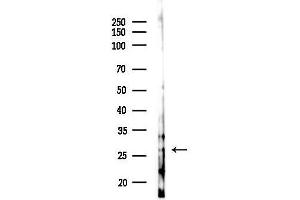 anti-Breast Carcinoma Amplified Sequence 2 (BCAS2) (Internal Region) antibody