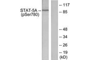 Western blot analysis of extracts from HeLa cells, using STAT5A (Phospho-Ser780) Antibody. (STAT5A anticorps  (pSer780))