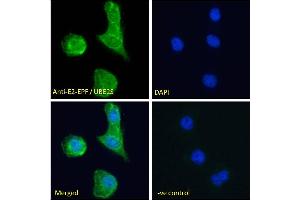 ABIN184893 Immunofluorescence analysis of paraformaldehyde fixed A431 cells, permeabilized with 0. (UBE2S anticorps  (N-Term))
