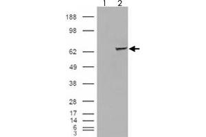 293 overexpressing IGF2BP2 and probed with IGF2BP2 polyclonal antibody  (mock transfection in first lane), tested by Origene. (IGF2BP2 anticorps)