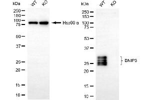 Western blotting analysis using BNIP3 antibody (ABIN7797759). (Recombinant BNIP3 anticorps)