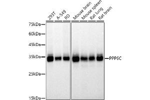 Western blot analysis of extracts of various cell lines, using (ABIN7269693) at 1:500 dilution. (PPP6C anticorps)