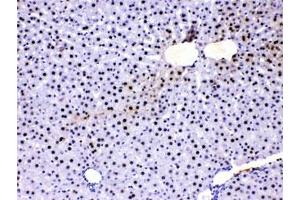IHC testing of FFPE rat liver with PC4 antibody at 1ug/ml.