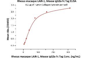 Immobilized Human Collagen I protein at 2 μg/mL (100 μL/well) can bind Rhesus macaque LAIR-1, Mouse IgG2a Fc Tag (ABIN5674654,ABIN6809983) with a linear range of 5-78 ng/mL (QC tested).