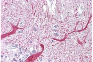 Anti-PON1 antibody IHC staining of human brain, cerebellum. (PON1 anticorps  (AA 215-264))