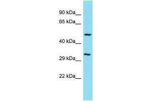 Western Blotting (WB) image for anti-Chromosome 1 Open Reading Frame 124 (C1orf124) (C-Term) antibody (ABIN2505865) (Spartan anticorps  (C-Term))