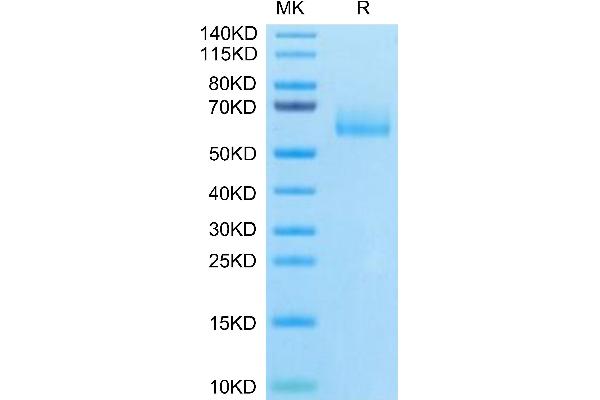 MUC1 Protein (AA 24-158) (Fc Tag)