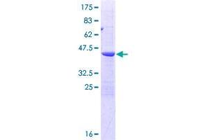 Image no. 1 for Processing of Precursor 7, Ribonuclease P/MRP Subunit (POP7) (AA 1-140) protein (GST tag) (ABIN1315754)