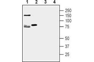 Western blot analysis of rat (lanes 1 and 3) and mouse (lanes 2 and 4) brain lysate: - 1,2. (SLC1A7 anticorps  (2nd Extracellular Loop))