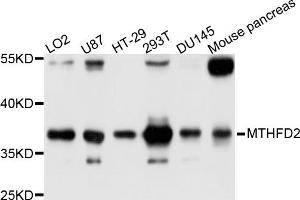 Western blot analysis of extracts of various cell lines, using MTHFD2 antibody (ABIN5998272) at 1/1000 dilution. (MTHFD2 anticorps)