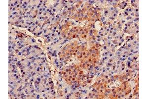 Immunohistochemistry of paraffin-embedded human pancreatic tissue using ABIN7164973 at dilution of 1:100 (PSMB2 anticorps  (AA 1-201))