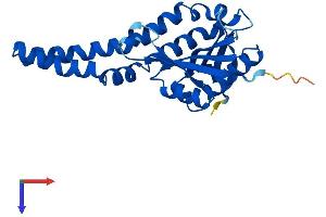 AlphaFold protein structure predicition of Human Recombinant NAT8 Protein, UniprotID Q9UHE5
