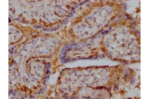 IHC image of ABIN7168153 diluted at 1:400 and staining in paraffin-embedded human placenta tissue performed on a Leica BondTM system.