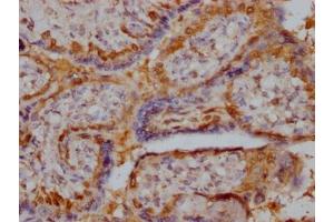 IHC image of ABIN7168153 diluted at 1:400 and staining in paraffin-embedded human placenta tissue performed on a Leica BondTM system. (Ribose 5-Phosphate Isomerase A (RPIA) (AA 1-311) anticorps)