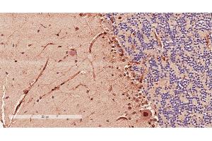 Antibody (2µg/ml) staining of paraffin embedded Human Cerebellum.