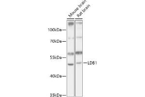 Western blot analysis of extracts of various cell lines, using LDB1 antibody (ABIN7268255) at 1:1000 dilution. (LIM Domain Binding 1 Protein anticorps  (AA 1-50))