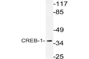 Western blot (WB) analysis of CREB-1 antibody in extracts from HeLa cells. (CREB1 anticorps)