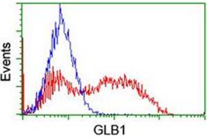 Flow cytometric analysis of HEK293T cells transfected with either overexpress plasmid (Red) or empty vector control plasmid (Blue) using GLB1 monoclonal antibody, clone 5H2 . (GLB1 anticorps)