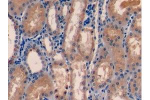 Detection of FDPS in Porcine Kidney Tissue using Polyclonal Antibody to Farnesyl Diphosphate Synthase (FDPS)