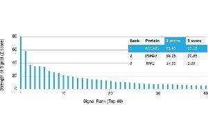anti-N-terminal EF-Hand Calcium Binding Protein 1 (NECAB1) antibody