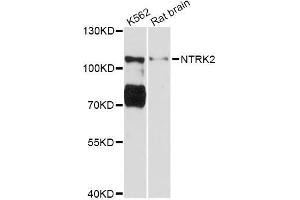 Western blot analysis of extracts of various cell lines, using NTRK2 Antibody (ABIN5998390) at 1:3000 dilution. (TRKB anticorps)