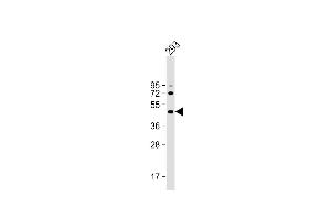 Anti-ALKBH5 Antibody (Center) at 1:2000 dilution + 293 whole cell lysate Lysates/proteins at 20 μg per lane. (ALKBH5 anticorps  (AA 302-330))
