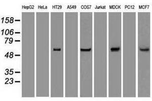 Image no. 2 for anti-Keratin 8 (KRT8) (AA 91-381) antibody (ABIN1491712) (KRT8 anticorps  (AA 91-381))
