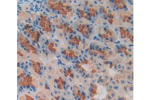 Used in DAB staining on fromalin fixed paraffin- embedded stomach tissue (MCCC2 anticorps  (AA 380-563))