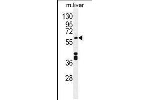 Western blot analysis in mouse liver tissue lysates (35ug/lane). (CYP1A2 anticorps  (AA 255-282))
