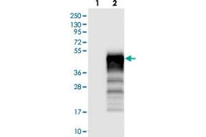 Western blot analysis of Lane 1: Negative control (vector only transfected HEK293T lysate). (C12orf53 anticorps)