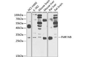 anti-Fragile X Mental Retardation 1 Neighbor (FMR1NB) (AA 90-183) antibody
