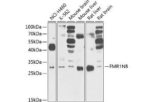 Western blot analysis of extracts of various cell lines, using FMR1NB Antibody (ABIN6132057, ABIN6140722, ABIN6140723 and ABIN6220864) at 1:1000 dilution. (FMR1NB anticorps  (AA 90-183))