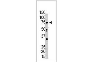 The RPN1 polyclonal antibody  is used in Western blot to detect RPN1 in HeLa cell lysate .