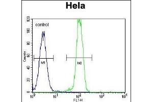 B2M Antibody (C-term) (ABIN389259 and ABIN2839397) flow cytometric analysis of Hela cells (right histogram) compared to a negative control cell (left histogram). (beta-2 Microglobulin anticorps  (C-Term))